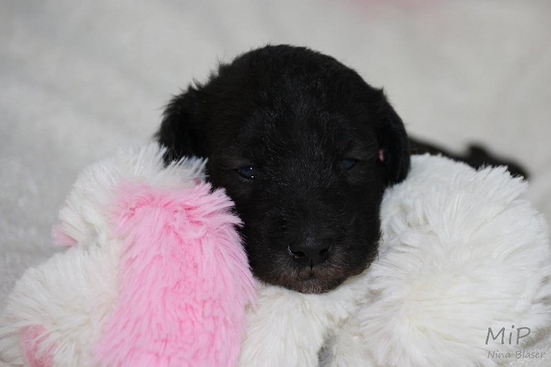 2011-05-15 Puppies Candy & Svet (20).jpg